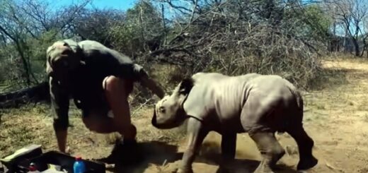 rhino bébé protège sa maman