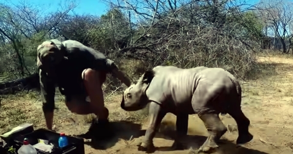 rhino bébé protège sa maman