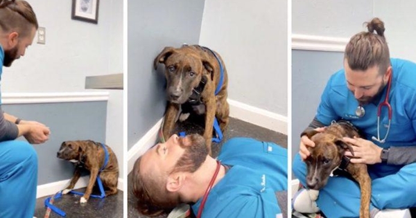 vétérinaire chien terrifié