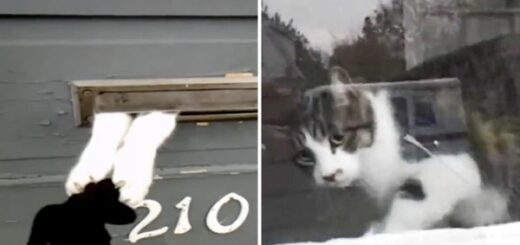 chat facteur