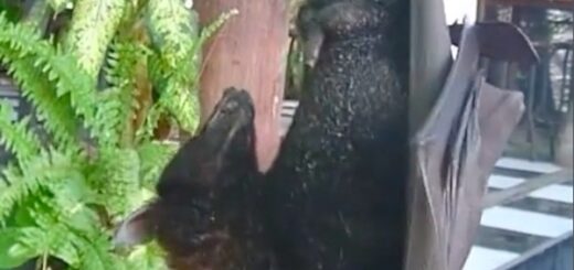 chauve souris appareil reproducteur