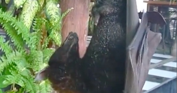 chauve souris appareil reproducteur