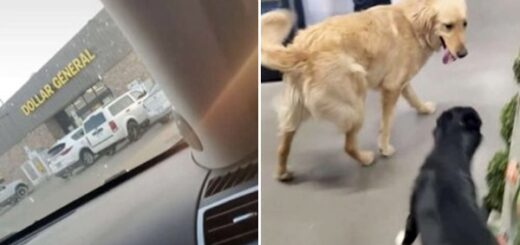 chien magasin jouet