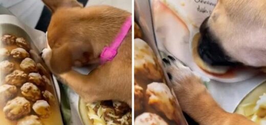 chien mange photos magazine