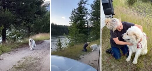 chien montagne des Pyrénées retrouvailles famille