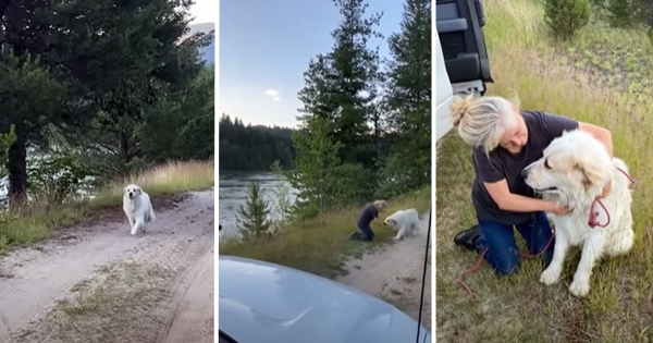chien montagne des Pyrénées retrouvailles famille