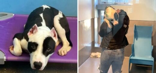 chien retrouvailles famille