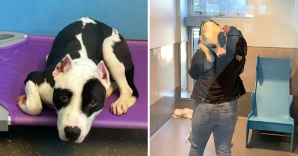 chien retrouvailles famille