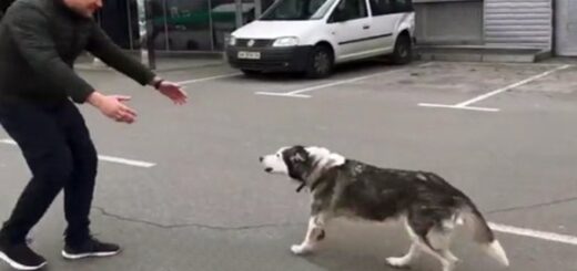 chien retrouvailles ukraine