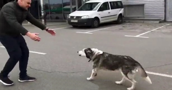 chien retrouvailles ukraine