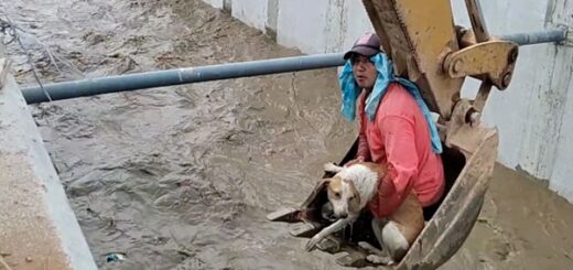 chien sauvé ouvriers