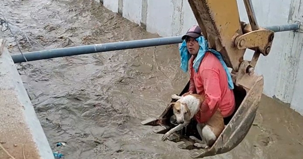 chien sauvé ouvriers