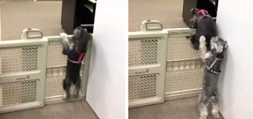 chien surmonter barrière