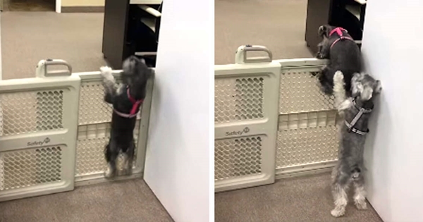 chien surmonter barrière