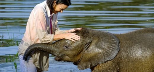 éléphanteau effrayé par l'eau