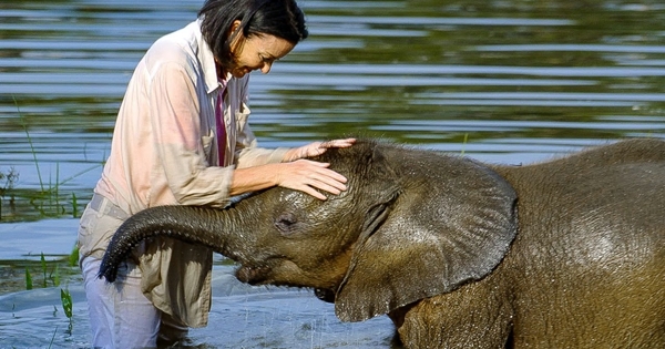 éléphanteau effrayé par l'eau