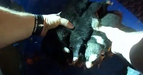 policier sauve 7 chiots garage