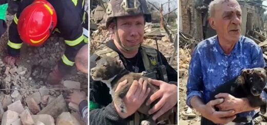 pompiers ukrainiens chien décombres