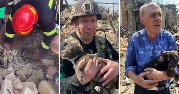 pompiers ukrainiens chien décombres