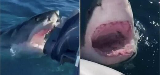 requin attaque bateau