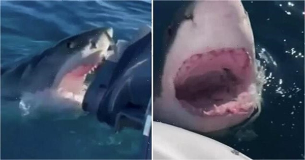 requin attaque bateau