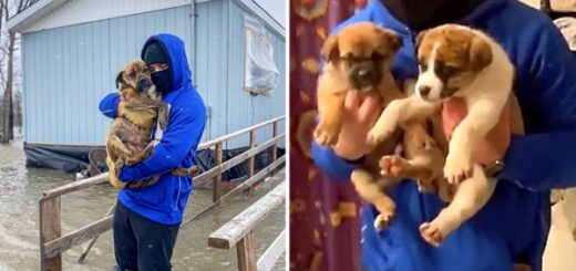 Il sauve une famille de chiens piégée par les inondations