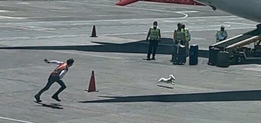 bagagistes poursuivre un chien sur le tarmac de l'aéroport