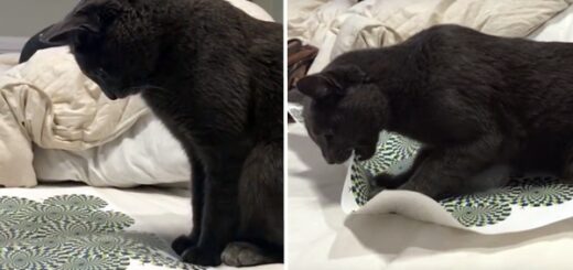 chat illusion optique 2