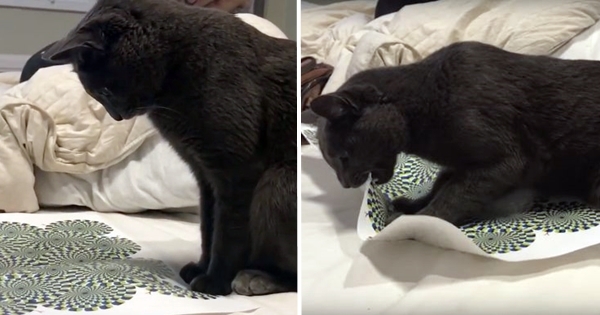 chat illusion optique 2