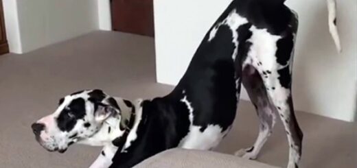 chien dogue allemand pets
