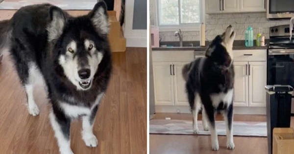 chien veut pas aller chez le véto