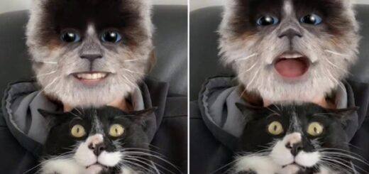 filtre tête de chat