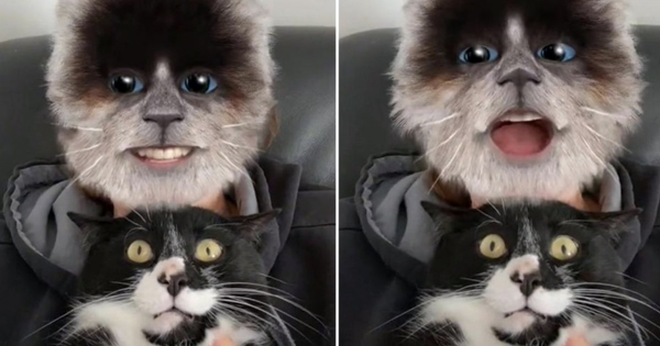 filtre tête de chat