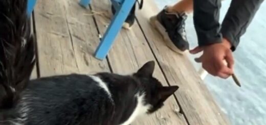 homme attire un chat et le jette dans l’eau