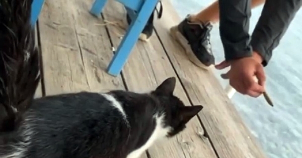 homme attire un chat et le jette dans l’eau