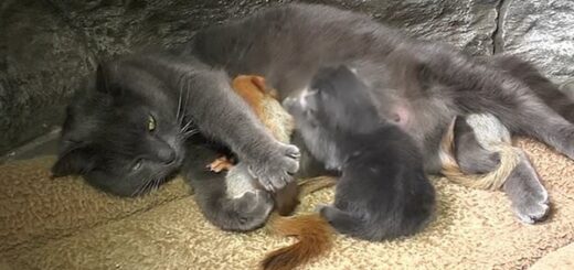 maman chat adopte écureuils