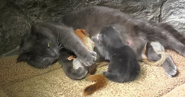 maman chat adopte écureuils