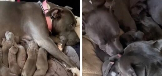 papa pitbull rencontre ses bébés