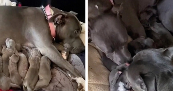 papa pitbull rencontre ses bébés