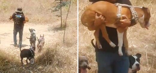 père aide son chien handicaper