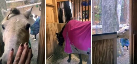 poney ouvre porte box