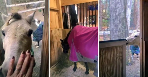 poney ouvre porte box