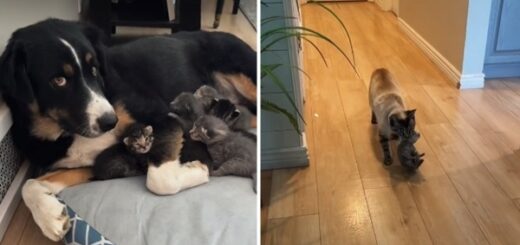 chien prend soin chatons