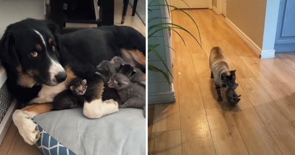 chien prend soin chatons