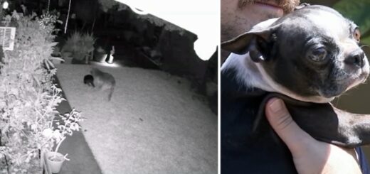 coyote attaque chien