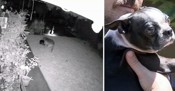 coyote attaque chien