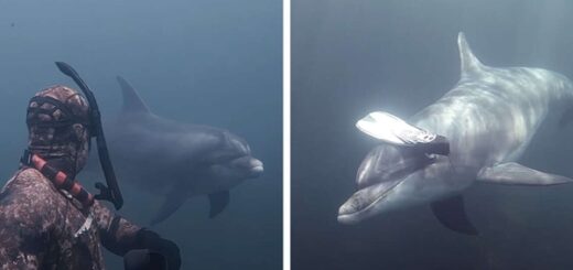 dauphin palmes plongeur