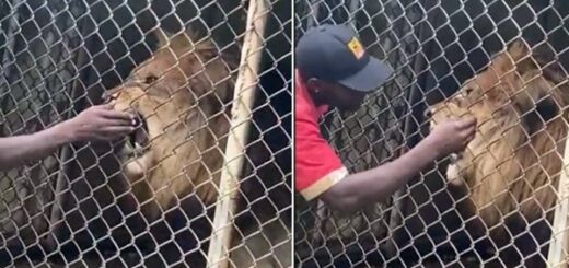 lion mord doigt homme