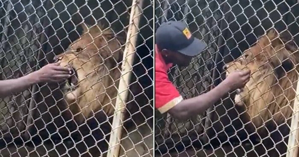 lion mord doigt homme