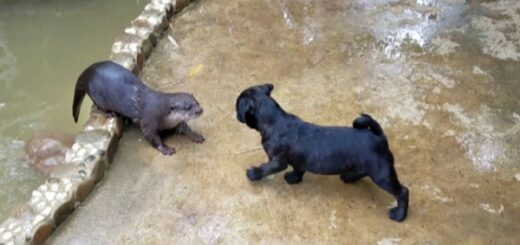 loutres chiot carlin